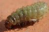 Emarhopa rufa